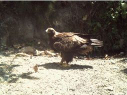 Se encuentra catalogada como una especie amenazada en la lista roja de animales en peligro de extinción. ESPECIAL / Semadet