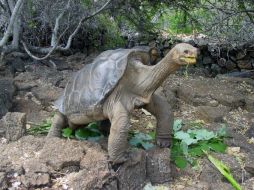 El programa de reproducción ha permitido que unas cinco mil tortugas gigantes se hayan reproducido en cautiverio. EFE / ARCHIVO