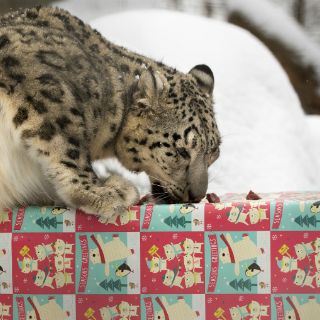 Dan regalos de Navidad a animales del zoológico de Nebraska