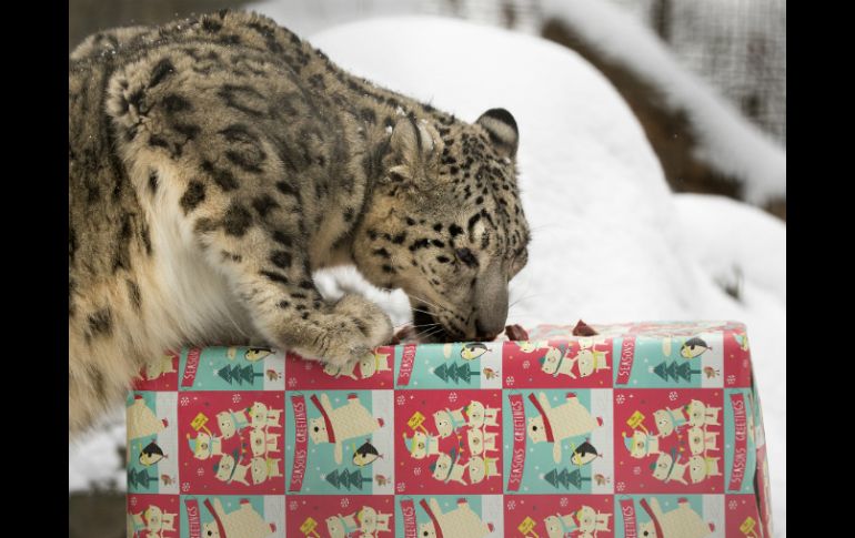 Los animales arrancaron el envoltorio navideño de sus cajas y descubrieron nueces y galletas. AP / G. Roberts