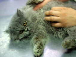 El dueño no castró a los machos ni esterilizó a las hembras, lo que causó la multiplicación de los animales. EL INFORMADOR / ARCHIVO