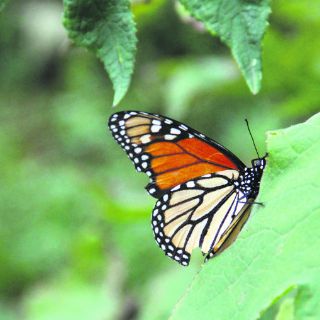 Pese a esfuerzos, disminuye el hábitat de la mariposa Monarca