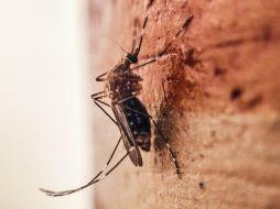 Existen 1.4 millones de personas directamente infectadas este año en Brasil. EL INFORMADOR / ARCHIVO