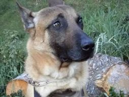 Recibirá la medalla Dickin por la fundación británica para animales. TWITTER / @PDSA_HQ