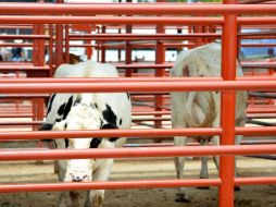 El Gobierno del Estado proyecta una inversión para 2016 de 150 MDP en procesos de sanidad animal. EL INFORMADOR / ARCHIVO