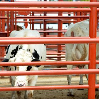 Anuncian tres nuevos rastros TIF para Jalisco en 2016