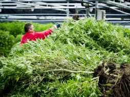 A pesar de las peticiones y de que el consumo de la planta es legal, el cultivo de la misma aún es ilegal en los Países Bajos. EFE / ARCHIVO