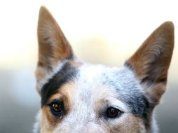 Los propietarios de los animales olvidan los riesgos a los que son expuestos. EL INFORMADOR / ARCHIVO