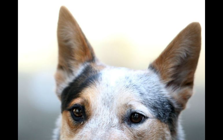 Los propietarios de los animales olvidan los riesgos a los que son expuestos. EL INFORMADOR / ARCHIVO