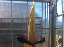 Sus florecimientos son raros porque la planta es muy difícil de cultivar, incluso en condiciones óptimas. INSTAGRAM / botanicgardenssa