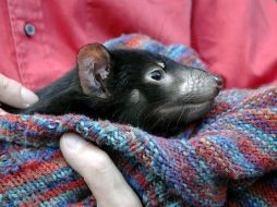 Este tipo de mal se transmite debido a las heridas en las peleas entre ejemplares. EFE / ARCHIVO