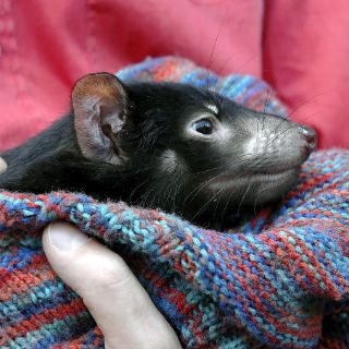 El cáncer amenaza al demonio de Tasmania