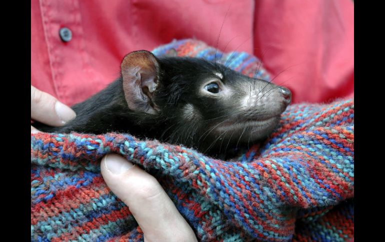 Este tipo de mal se transmite debido a las heridas en las peleas entre ejemplares. EFE / ARCHIVO