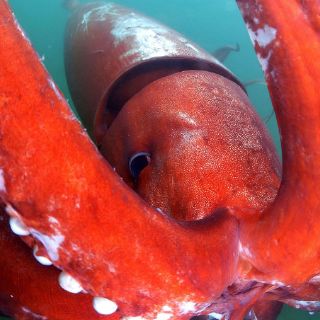Calamar gigante causa sensación en un puerto de Japón