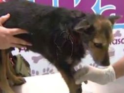 Dentro de la investigación, también se solicitó un dictamen pericial de las lesiones a la perra por parte del IJCF. TWITTER / @ealmaguerr