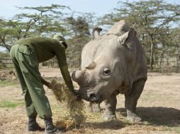 En el parque de conservación de Ol Pejeta, veterinarios buscan soluciones para intentar salvar la especie. EFE / F. Af Petersens