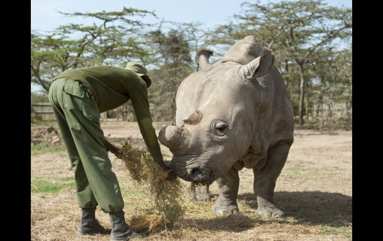 En el parque de conservación de Ol Pejeta, veterinarios buscan soluciones para intentar salvar la especie. EFE / F. Af Petersens