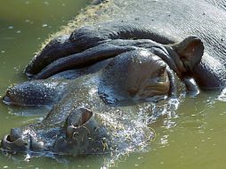 Apuntan que se realizó la necropsia del ejemplar y se tomaron las muestras correspondientes para determinar la causa de la baja. NTX / ARCHIVO