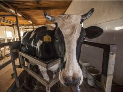 Jalisco es el mayor productor de leche en México, y la zona de los altos es conocida como la Cuenca lechera del país. EL INFORMADOR / ARCHIVO