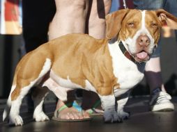 Las tomas se dieron del cuerpo del animal 12 días después de su muerte. EFE / ARCHIVO