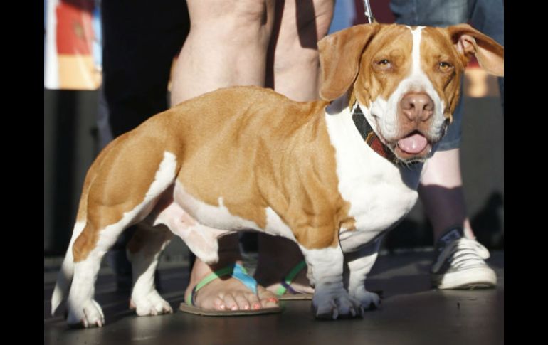 Las tomas se dieron del cuerpo del animal 12 días después de su muerte. EFE / ARCHIVO