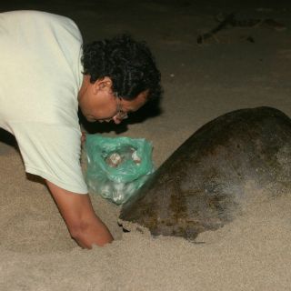 El calor afecta anidación de tortuga marina en costas de Jalisco