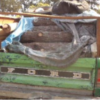 La Profepa asegura madera talada ilegalmente en Nayarit