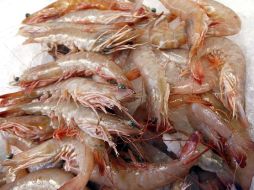 En México existen 20 millones de hectáreas aptas para el cultivo de camarón, tilapia, moluscos, entre otras especies. EL INFORMADOR / ARCHIVO