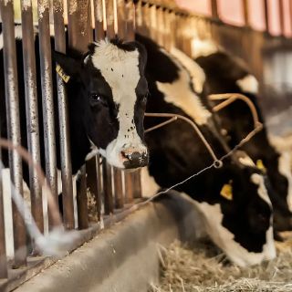 El cambio climático afecta la generación de leche en bovinos