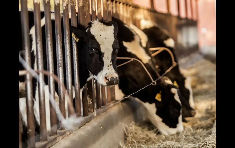 Expertos recomiendan cuidar el síndrome de las vacas estresadas, ya que además provocaría la generación de otras enfermedades. EL INFORMADOR / ARCHIVO