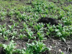 Los sembradíos tenían diversas extensiones, desde los 400 hasta los cuatro mil metros cuadrados. ESPECIAL / Fiscalía