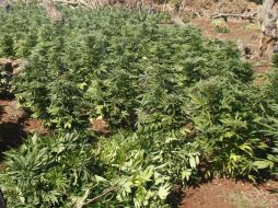 Con los ocho últimos plantíos que se hallaron este domingo, suman 11 los encontrados en el ejido San Miguel. EL INFORMADOR / ARCHIVO