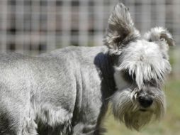 Recomiendan acudir con un veterinario especialista en la mascota que se va adquirir. EL INFORMADOR / ARCHIVO