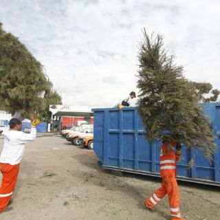 Guadalajara realizará campaña de reciclaje de arbolitos navideños