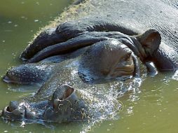 Según reportes, el conductor de una camioneta no logró esquivarlo y golpeó al animal. NTX / ARCHIVO
