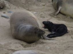 La elefanta se encuentra saludable y en buena forma física. ESPECIAL / sfgate.com