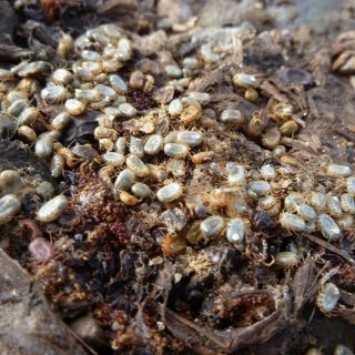 Fotógrafa propone conocer mundo natural a través de microorganismos