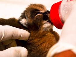 Aseguran que se encuentra en buenas condiciones de salud y que se le ha alimentado adecuadamente. TWITTER / @Zoo_morelia