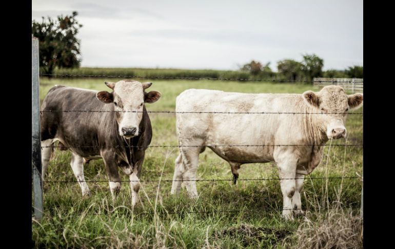 La investigación sobre la digestion del ganado es para lograr que tengan la salud adecuada y produzcan más carne o leche. EL INFORMADOR / ARCHIVO
