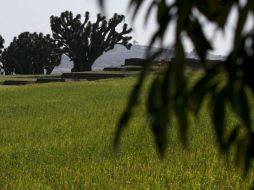 Desde hace más de un año se consignaron solicitudes de CNPN por más de 22 mil toneladas de avena. AP / ARCHIVO