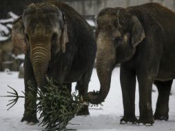 El director del zoológico afirma que los árboles son un buen suplemento a la comida que reciben los elefantes. AP / M. Schreiber