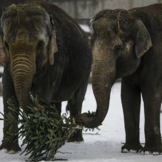 Elefantes de Berlín comen árboles de Navidad