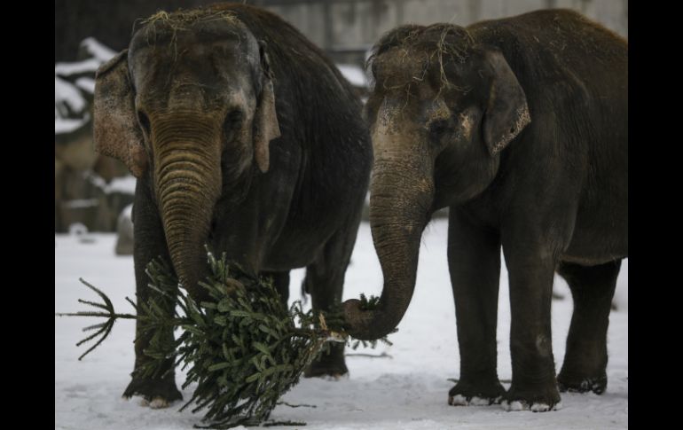 El director del zoológico afirma que los árboles son un buen suplemento a la comida que reciben los elefantes. AP / M. Schreiber
