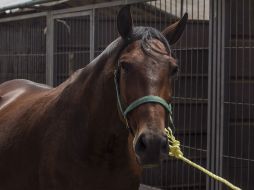 Lo asegurado ha sido puesto a disposición de la SEIDO. EL INFORMADOR / ARCHIVO