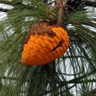 La Conafor estima en 500 MDP desarrollo forestal en Chiapas