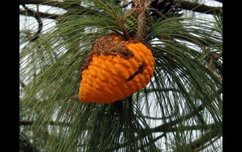 La Conafor informó que habrá restauración en las zonas de alta prioridad del País, como bosques y selvas. TWITTER / @CONAFOR