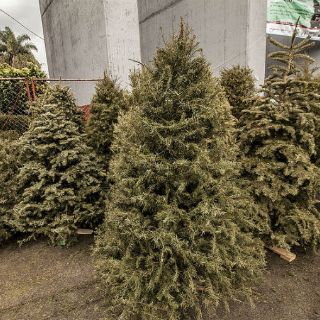 México importa más de 939 mil árboles de Navidad en 2015