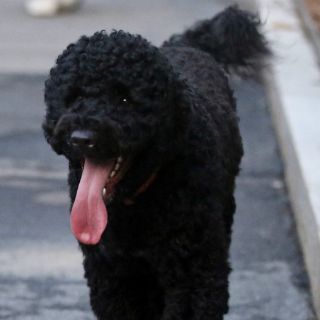 Detienen a hombre por planear secuestrar al perro de los Obama