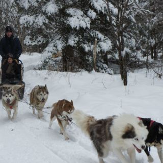 Trineo con perros, diversión en el norte de Canadá