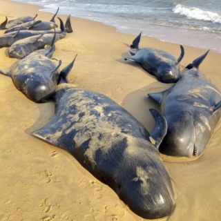 Más de 80 ballenas encallan en costas de la India